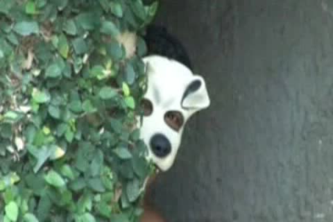 Marcelo Mastro hammers A stunning twink